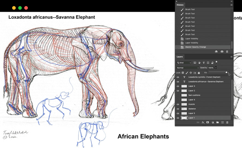 【中文字幕】手绘大象解剖绘制骨骼和肌肉组织 Elephant Anatomy Vol. 1 – Drawing Skeletons & Musculature