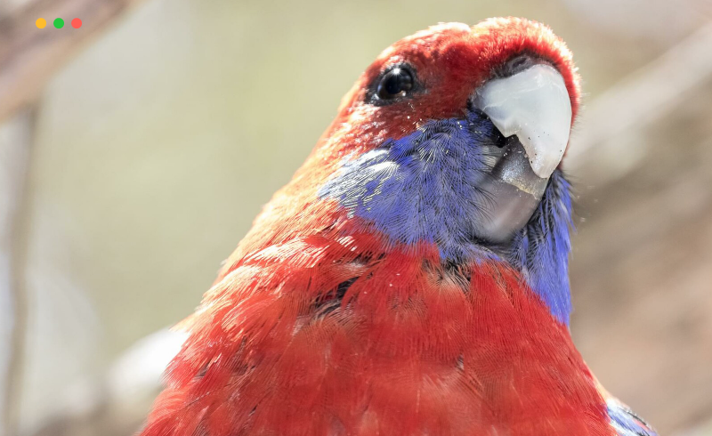 72 张鹦鹉照片参考 72 photos of Crimson Rosella Parrot