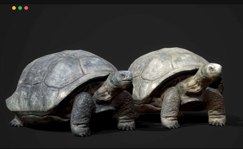 【UE4/5】象龟 Galapagos Tortoise