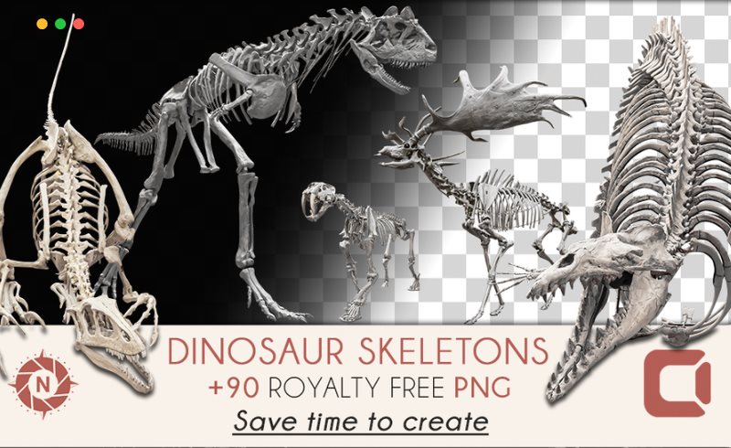 恐龙骨架参考照片 Dinosaur Skeletons