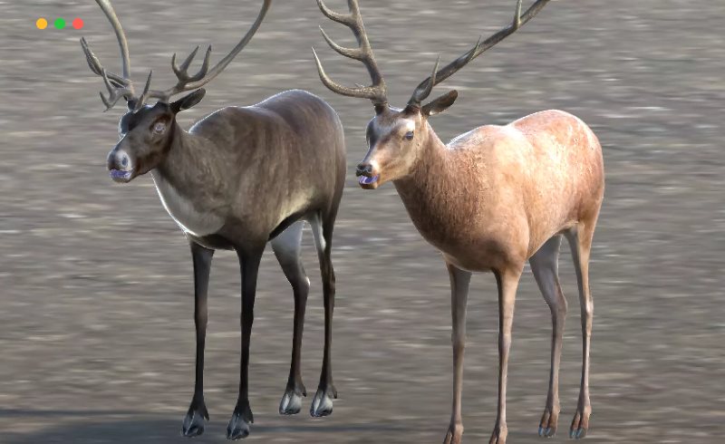 Unity – 鹿、驯鹿和驼鹿Deer, Caribou and Moose _ CGalpha