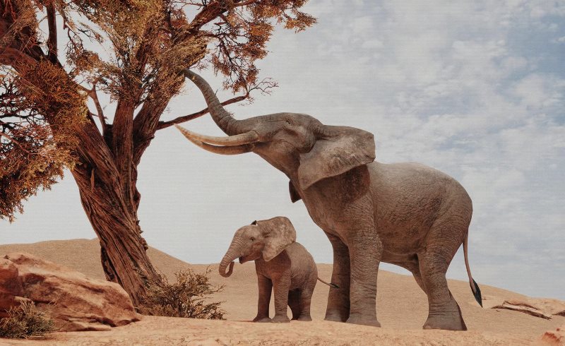 【UE4/5】非洲大象 African Elephants
