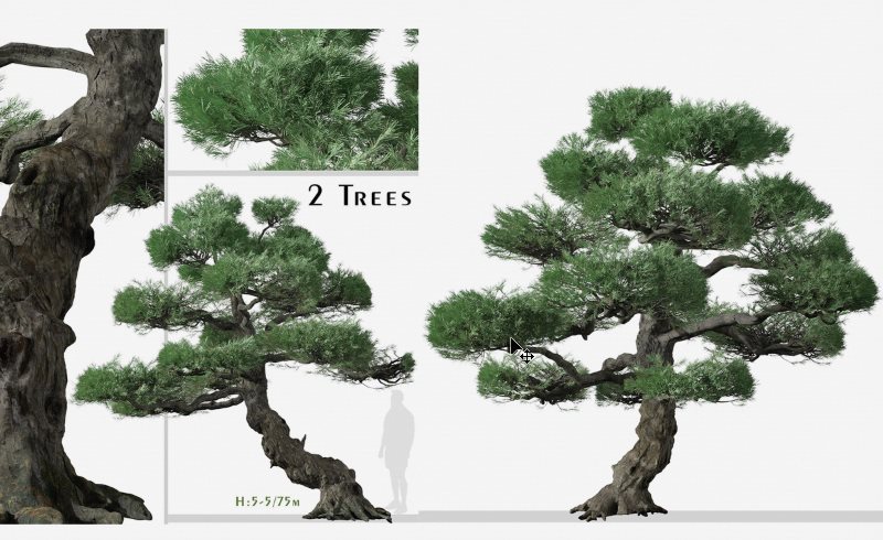 Blender工程 – 日本白松树 Set of Japanese white pine Tree