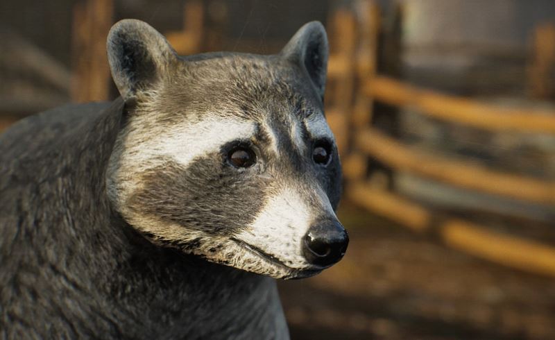 【UE4/5】浣熊 Animalia – Raccoon