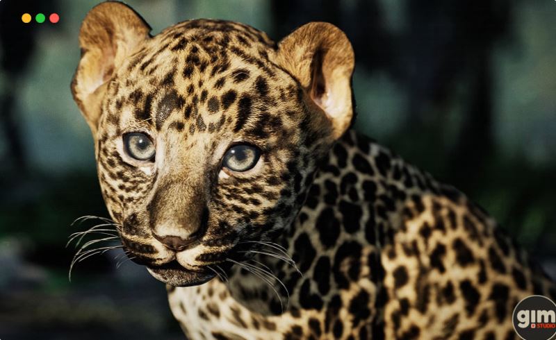 【UE5】豹子 Animalia – Leopard (young)