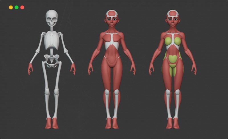 模型资产 – 风格化女性解剖模型 Stylized Female + Head Anatomy