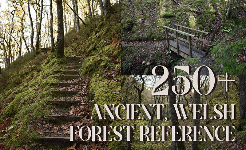 250 张古代威尔士森林参考图片 Ancient Welsh Forest images