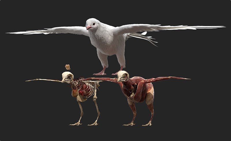 模型资产 – 写实鸽子模型解剖 dove fur anatomy