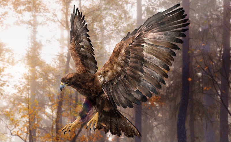 模型资产 – 写实老鹰模型 realistic golden eagle rigged 3d model