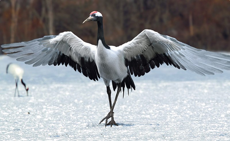 模型资产 – 写实丹顶鹤模型解剖 red crowned crane fur anatomy