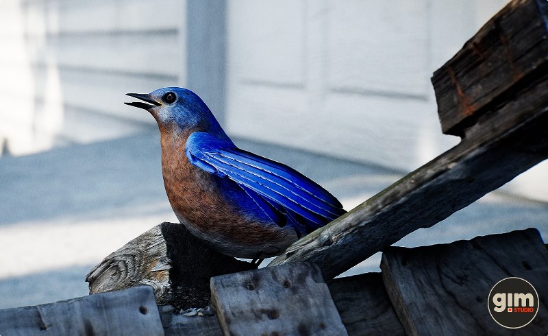 【UE4/5】写实蓝鸟动画 Animalia – Bluebird