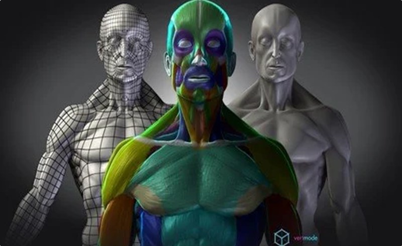 Maya教程 – 人体解剖学 Mastering Human Anatomy For 3D Artists