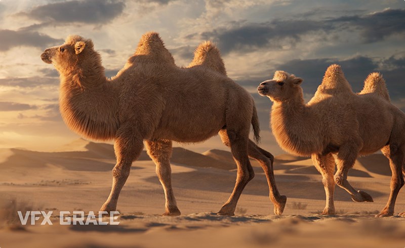 模型资产 – 写实骆驼3D模型 Bactrian Camel Animated VFX Grace 3D model