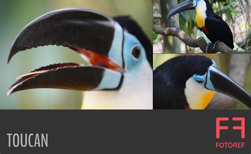 75 张巨嘴鸟参考照片 75 photos of Toucan