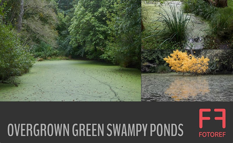 276 张杂草丛生的绿色沼泽池塘参考照片 276 photos of Overgrown Green Swampy Ponds