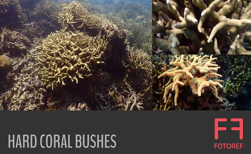 180 张硬珊瑚灌木森林参考照片 180 photos of Hard Coral Bushes