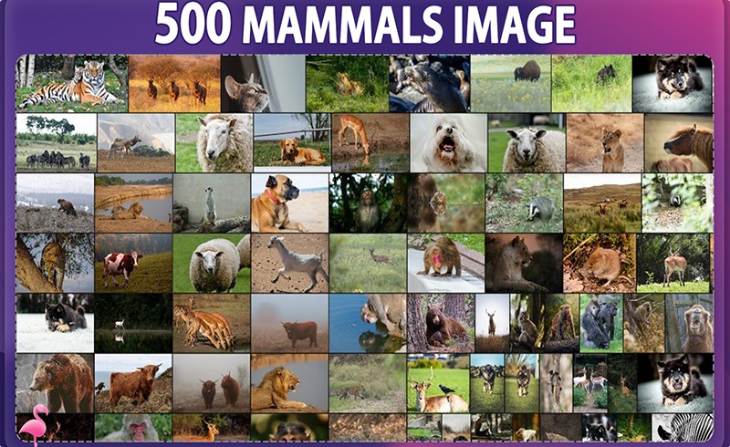 500 张哺乳动物肖像参考照片 500 Mammal Animals Reference Pack – Vol 1