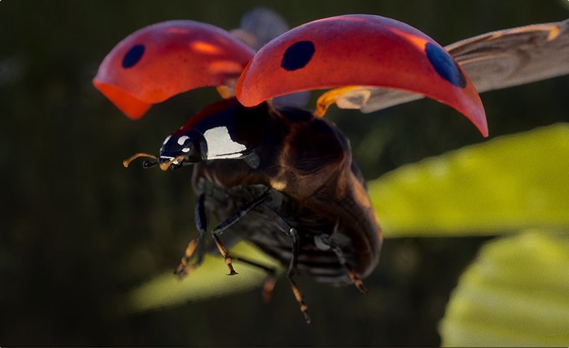 【UE4/5】写实七星瓢虫 Animalia – Ladybug