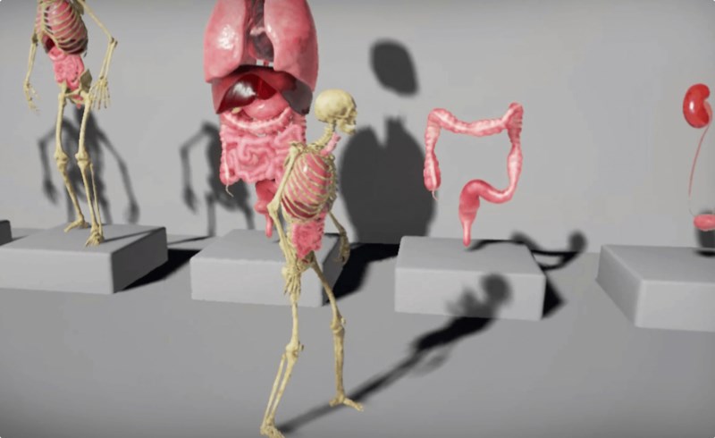 【UE4/5】人体器官资产 Human Internal Organs