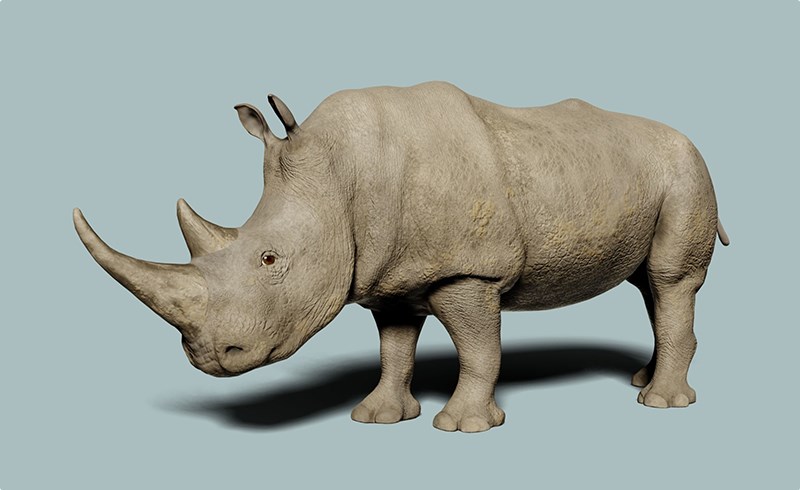 模型资产 – 写实犀牛模型 White Rhinoceros 3D model