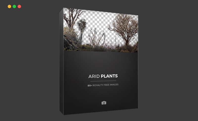 干枯干旱植物 arid plants