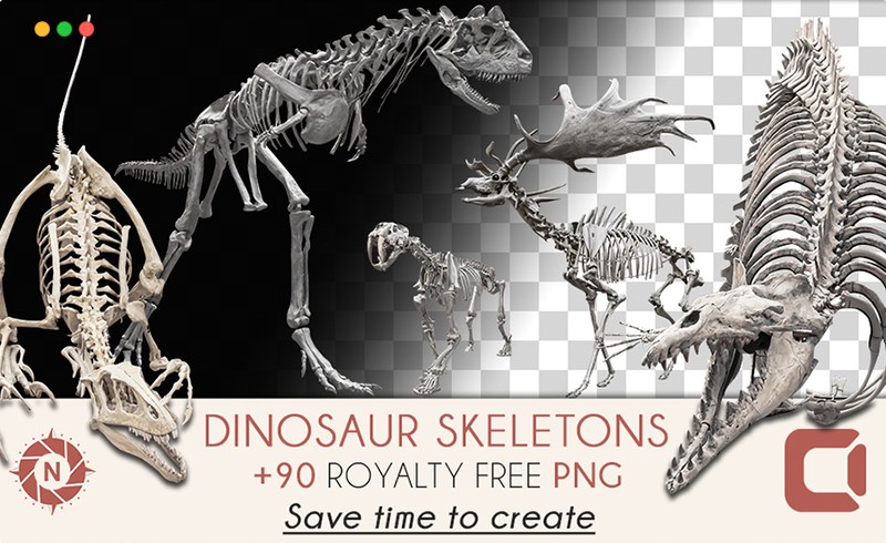 恐龙骨架参考照片 Dinosaur Skeletons
