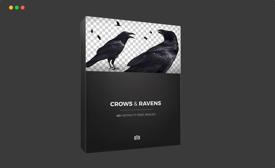 乌鸦不同姿势参考照片 CROWS & RAVENS
