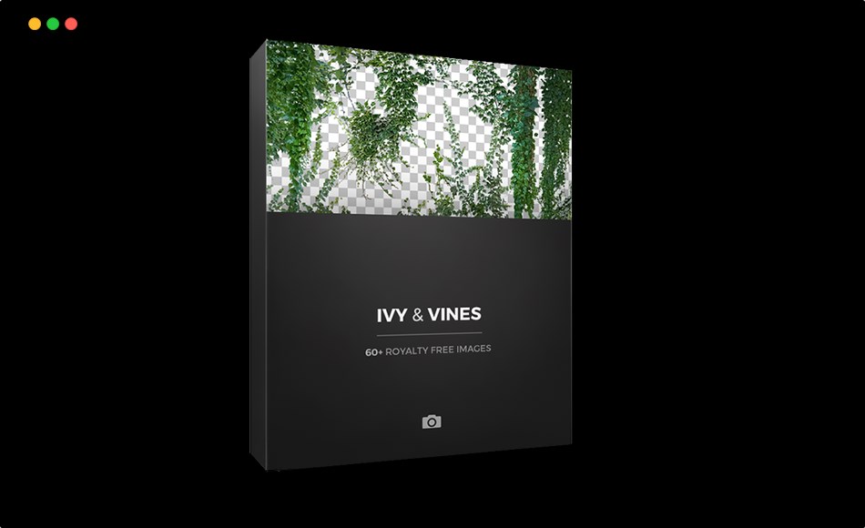 常春藤植物参考照片 IVY & VINES