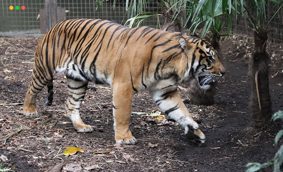 182 张老虎参考照片 182 photos of Tigers