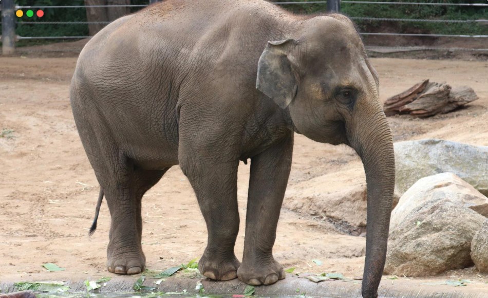 280 张大象参考照片 280 photos of Indian Elephants