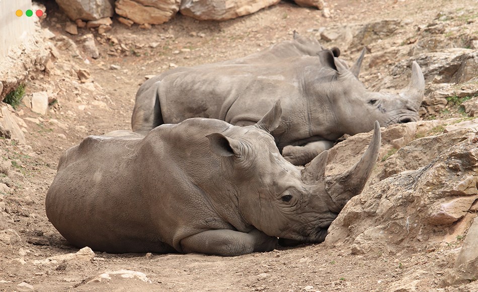 236 张犀牛参考照片 236 photos of White Rhinos