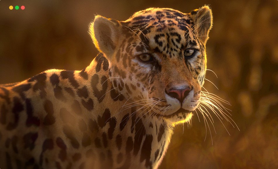 模型资产 – 写实美洲豹模型动画 3D Animal | Jaguar (Panthera Onca) Animated 模型资产 – 写实美洲豹模型动画 3D Animal | Jaguar (Panthera Onca) Animated