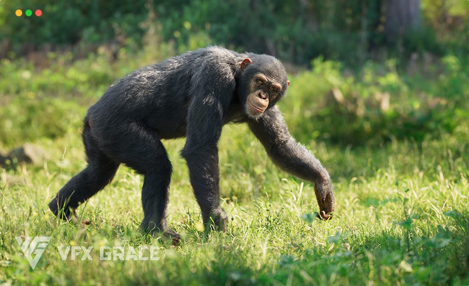 模型资产 – 写实黑猩猩模型动画 Chimpanzee Animated | Blender 3D Model