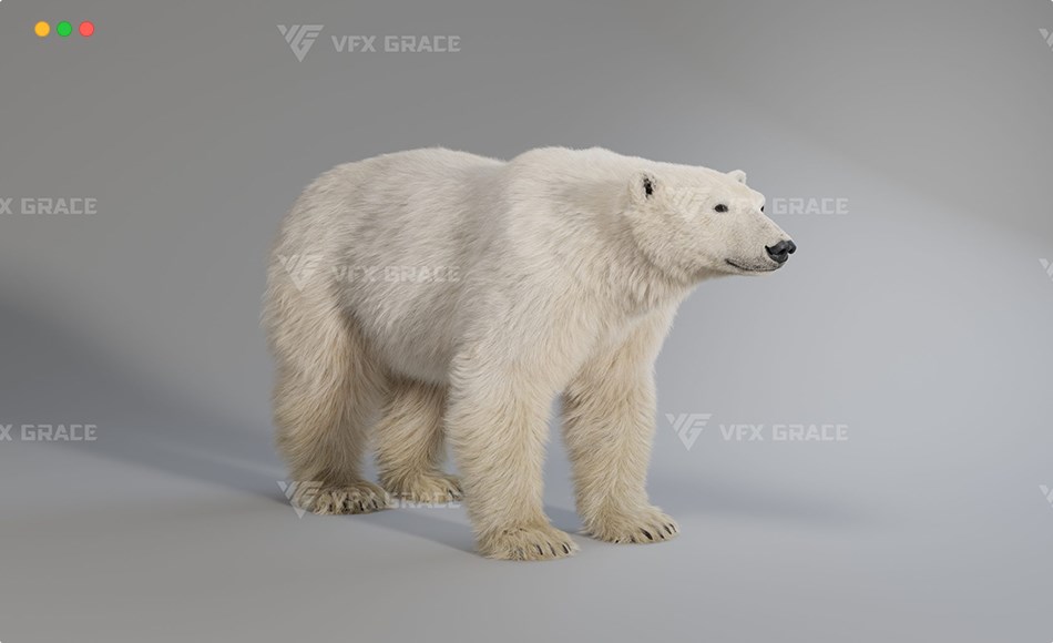 模型资产 – 写实北极熊模型动画 Polar Bear Rigged 3D Model for Blender Animations
