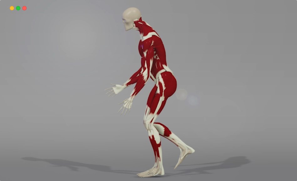 Maya插件 – 肌肉模拟插件 AdonisFX