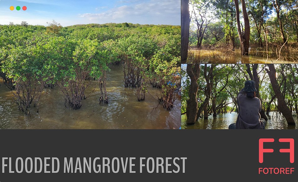 131 张洪水淹没红树林参考照片 131 photos of Flooded Mangrove Forest