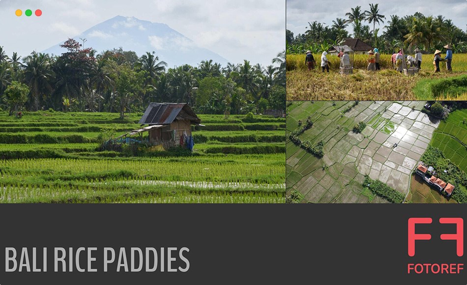 216 张巴厘岛稻田参考照片 216 photos of Bali Rice Paddies