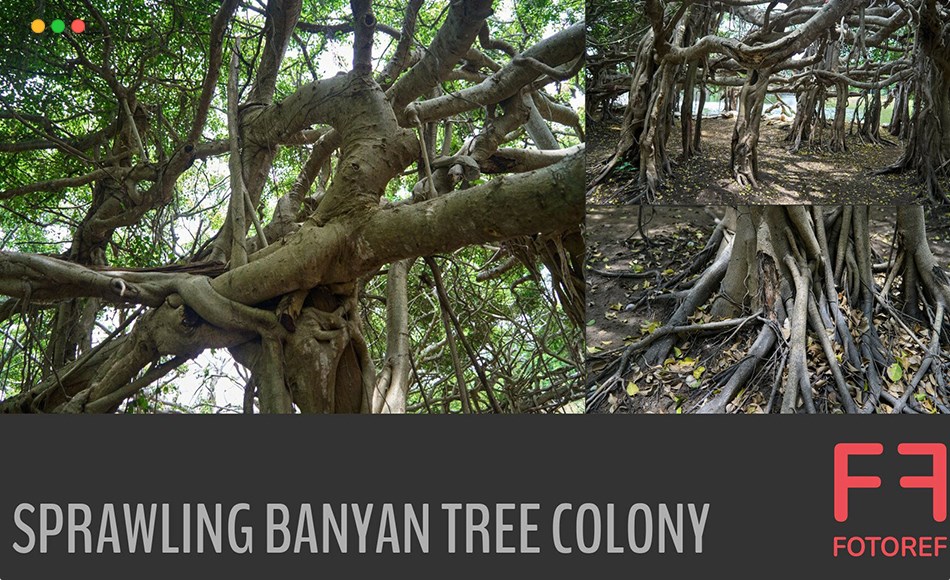 156 张枝叶繁茂榕树参考照片 156 photos of Sprawling Banyan Tree Colony