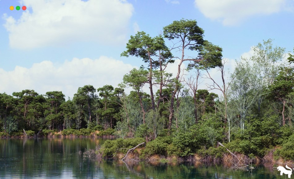 【UE5】松树环境 The Pine Environment ( Foliage Island PCG Nature River Nature Nature Biom )