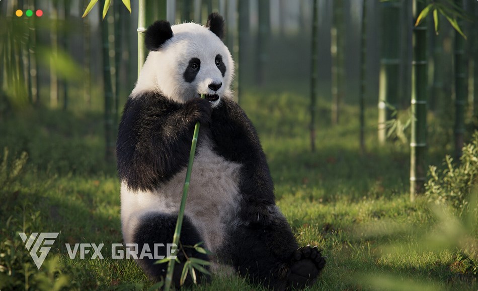 模型资产 – 写实熊猫动画 Panda Animation | Vfx Grace