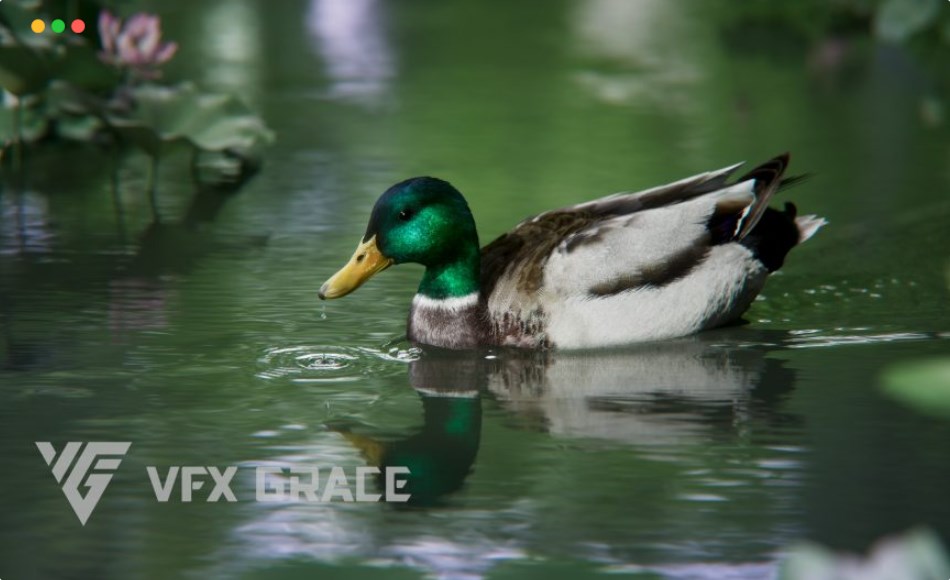 模型资产 – 雄性绿头鸭动画 Male Mallard Animation | Blender 3D Model