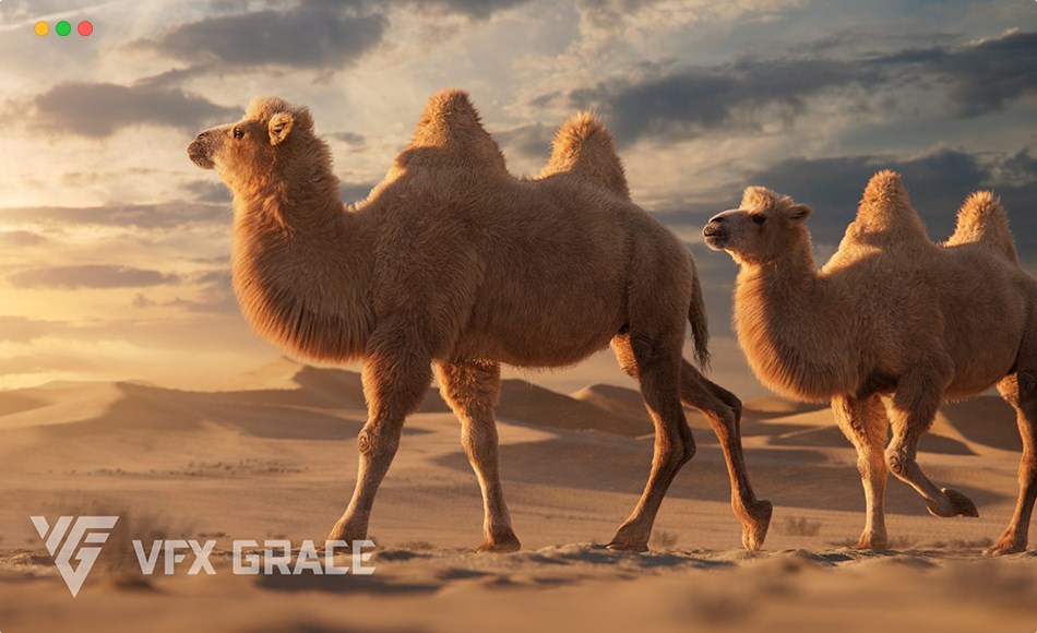 模型资产 – 写实骆驼3D模型 Bactrian Camel Animated VFX Grace 3D model