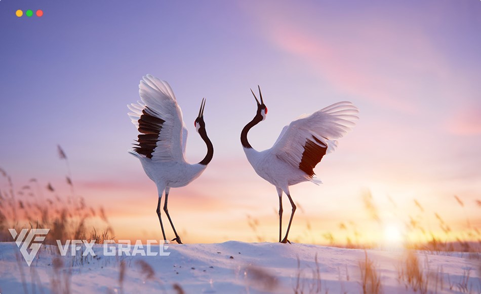 模型资产 – 写实丹顶鹤动画模型 Red-Crowned Crane Animation | Blender 3D Model