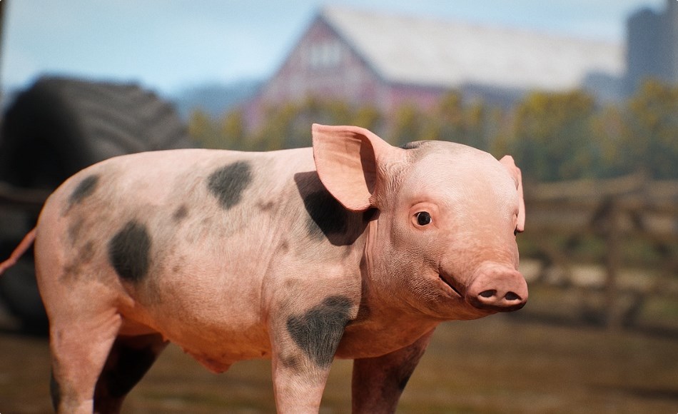 【UE5】写实猪动画 Animalia – Pig (pack) 【UE5】写实猪动画 Animalia – Pig (pack)