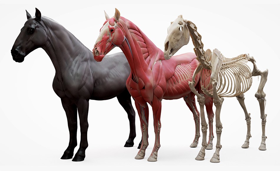 3DScan Store – 马匹解剖模型 Horse Écorché 3d model