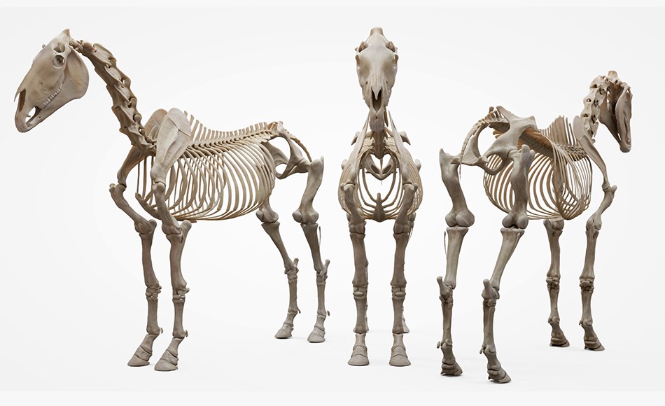 3DScan Store – 马匹解剖模型 Horse Écorché 3d model