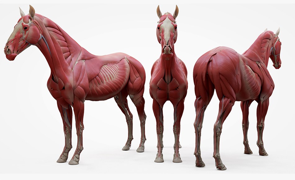 3DScan Store – 马匹解剖模型 Horse Écorché 3d model