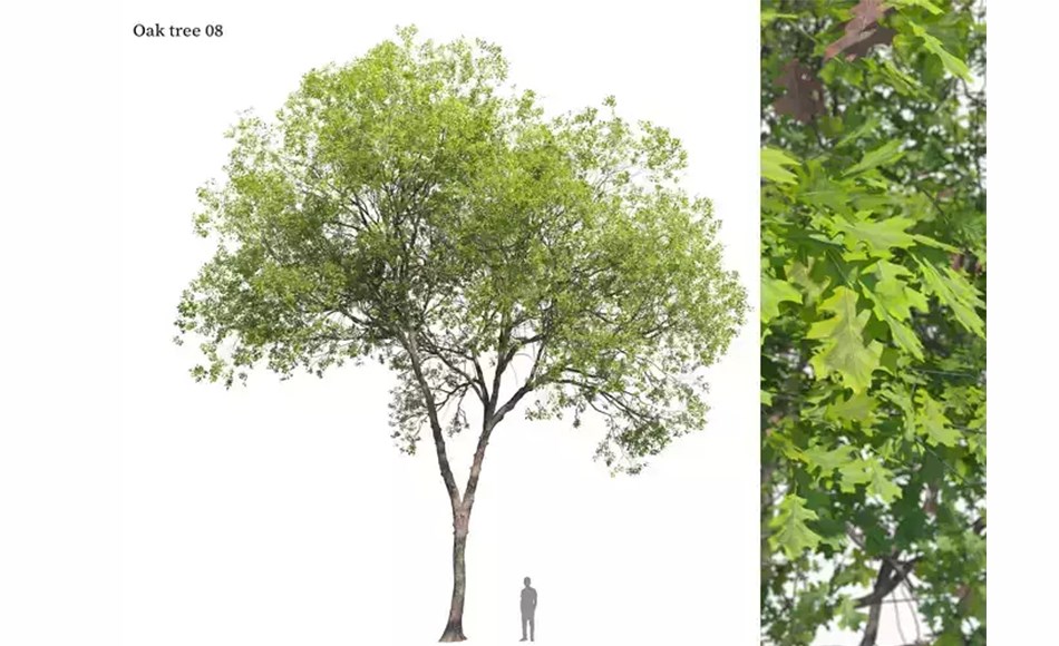模型资产 – 橡树植物 Oak tree 08 3D model