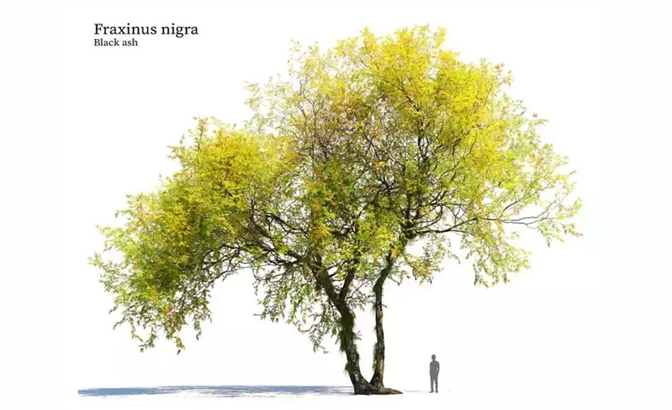 模型资产 – 蜡树植物模型 Fraxinus nigra 3D model