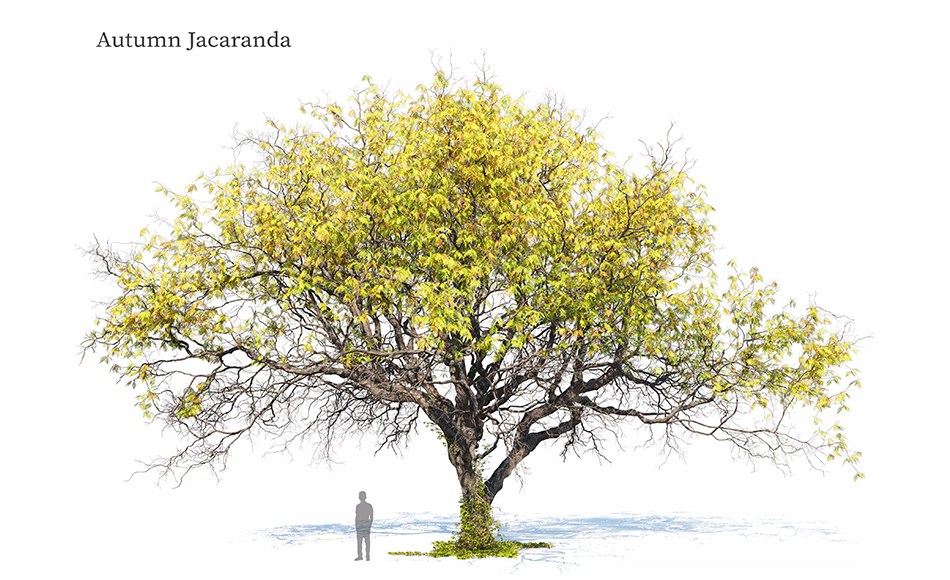 模型资产 – 蓝花楹树模型 Autumn Jacaranda tree 3D model